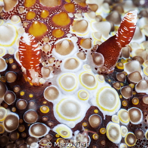 Dendrodoris, Abstract by Marco Fierli 